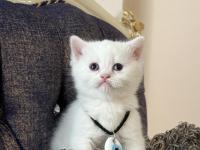 Yeni British Yavrularımız Rezerveli İlanda