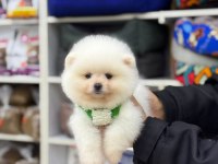 Dişi ve erkek teddy bear pomeranian yavrular