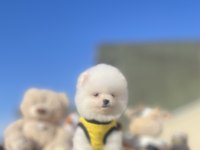 Ayı Surat Pomeranian Boo Yavrular