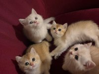 British Golden-Silver Asil Soylu British Shorthair Yavrular