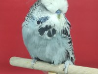 Show Muhabbet Kuşları