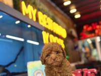 Toy Poodle Irk Ve Sağlık Garantili