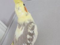 Erkek Yavru Sultan Papağanı 3 Aylık Ele Alışık Evcil