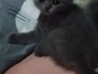 Kısırlaştırma Desteği Karşılığı Ücretsiz Kediler