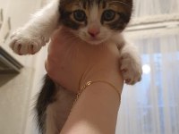 Van Kedisi Kırması