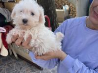 Minik Bir Mutluluk Topu Maltese Terrier