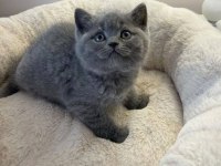 İşletmeden Evraklı Safkan British Shorthair Bebekler