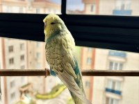 25Li Jumbo / Show Jumbo Takım Muhabbet Kuşlar