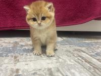 Saf Kan 2 Erkek Kardeş Golden British Kedimiz