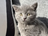 British Shorthair Kedisi