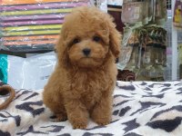 Toy Poodle Köpeği Yavruları