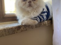 İran Persian Kedimiz