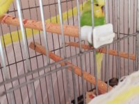 Yavru Ve Yetişkin Çift Muhabbet Kuşu