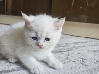 Scottish Straight Erkek Bebeklerim