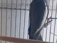 Yavru Sultan Papağanı