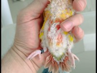 Wc Eğitimli El Besleme Konur