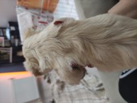 1 Aylık Morkie Bebekler 3 Kız Ve 2 Erkek