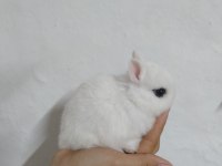 Orjinal Cüce Tavşanlar