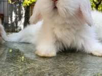 Hollanda Lop Tavşanlar Her İle Gönderilir Kafesleri İle Birlikte