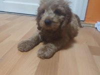 3 Aylık Dişi Ve Erkek Poodle