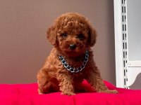 Safkan Toy Poodle Köpeklerimiz