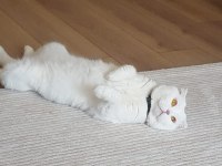 3 Yaşında Kısır Erkek Kedimizi Sahiplendirmek İstiyoruz