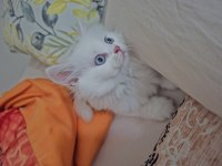 Güzel bambinoo british longhair