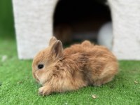 Cuce tavşan yavruları gönderim var