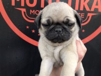 Kaliteli pug yavru isteyene yardımcı olurum