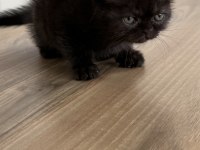 2 Aylik İran Kedisi