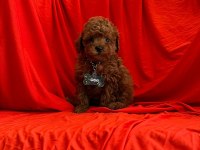 Safkan Toy Poodle Yavrularımız