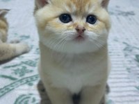 Goldenların sarısı british