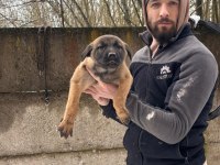 Teslime hazır malinois belçika kurdu