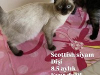 Anne Ve Çocuklarla Scottish Fold