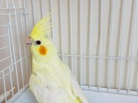 3 Aylık Yavru Sultan Papağanlar