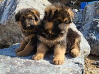 Alman Çoban Köpeği Yavruları