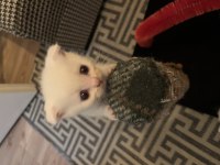 Minik British Shorthair Patiler Yeni Yuvalarını Arıyor!