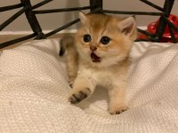 Ny11 golden british shorthair erkek bebek