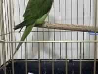 1 Yaşında Erkek Alexander Papağanı