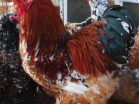 Blue Porselen Brahma Kuluçkalık Yumurta