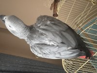 Erkek 3,5 Yaşında Jako Papağanı