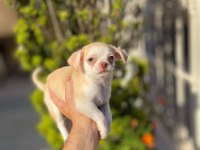 Teacup Mavi Göz Erkek Şivava Yavrum