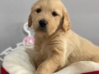 Golden retriever baby face yavrularımız