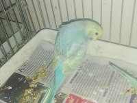 Yavru muhabbet kuşları 2 aylık