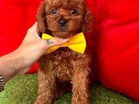 Safkan Toy Poodle Yavrular