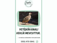 Yetişkin keklik bulunmaktadır