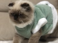 Sevimli scottish fold kedisi