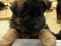 Şampiyon Alman Kurdu Yavruları