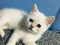 2 Aylık British Yavrumuza Yuva