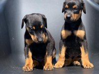 A Kalite Doberman Yavruları